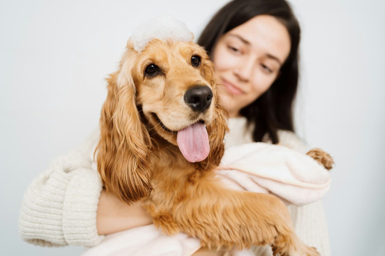 lovely woman taking care of her dog at home in the bathroom pets hygiene.jpg